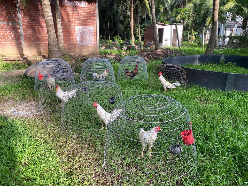 ae cần gà chiến đấu hoặc nuôi ib e linh nhé. Mua bán Gà tại Quận Cái Răng Cần Thơ được đăng bởi Gà Tuyển Cần Thơ hình 1