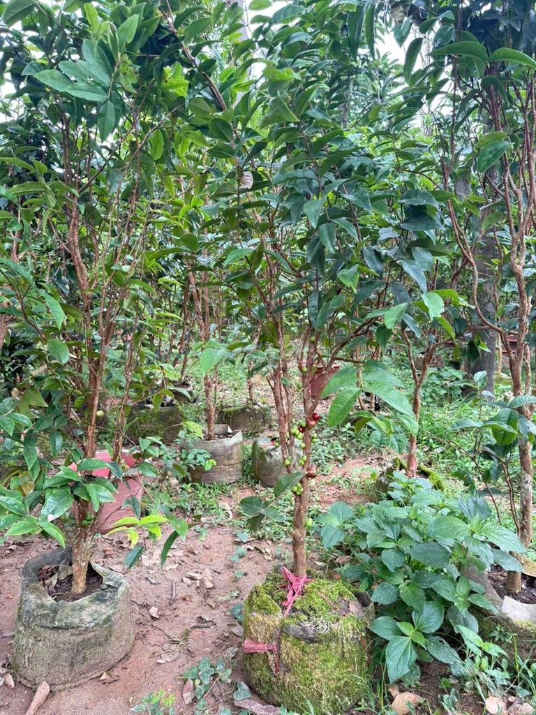 Cây ăn quả Nho thân gỗ. Mua bán Cây cảnh, đồ trang trí tại Quận Hà Đông Hà Nội được đăng bởi Nguyễn Văn Hoàng  hình 1