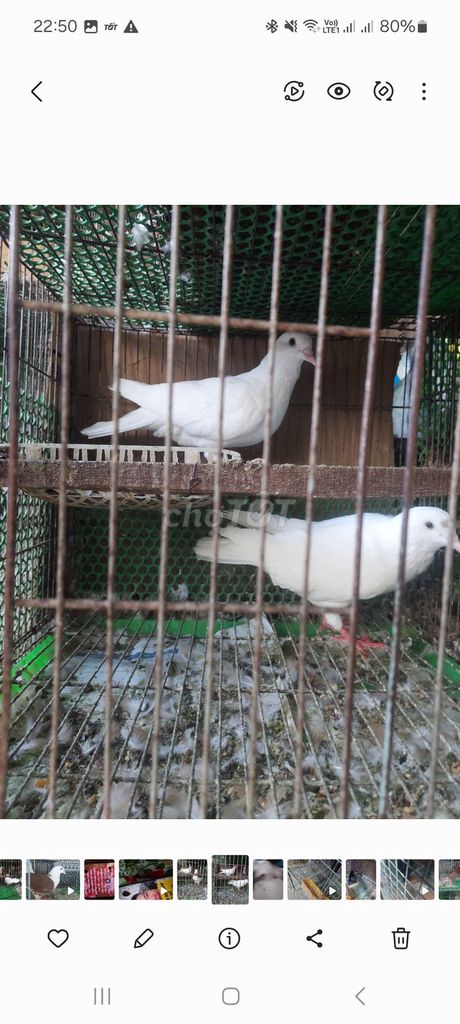 Bồ câu Trắng. Mua bán Chim tại Quận 8 Tp Hồ Chí Minh được đăng bởi A. Long hình 1