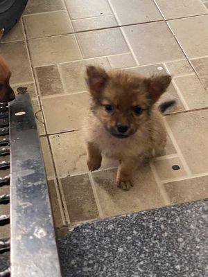 3 con chó con đã ăn uống bình thường lai sóc, phóc