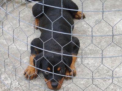 Rottweiler Cái...12