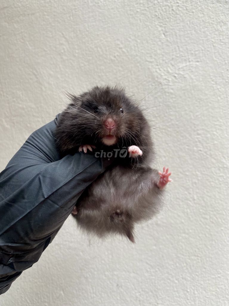 Hamster bear đen lông xù cái, 3th