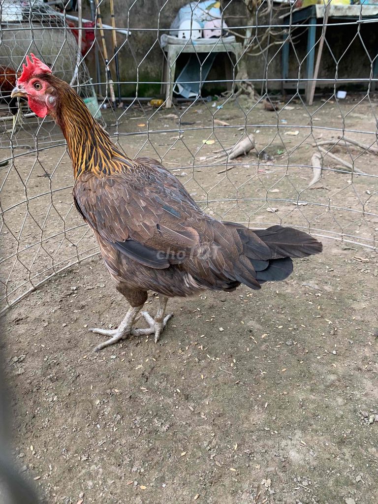 Gà mái Nâu 2.3kg Chân xanh vuông. Mua bán Gà tại Thị xã Bình Minh Vĩnh Long được đăng bởi nguyễn khang hình 1