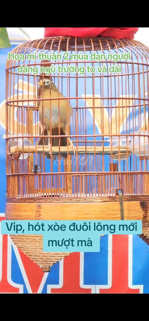 Bán họa mi xòe Vip thuần 2 mùa bộ to dài