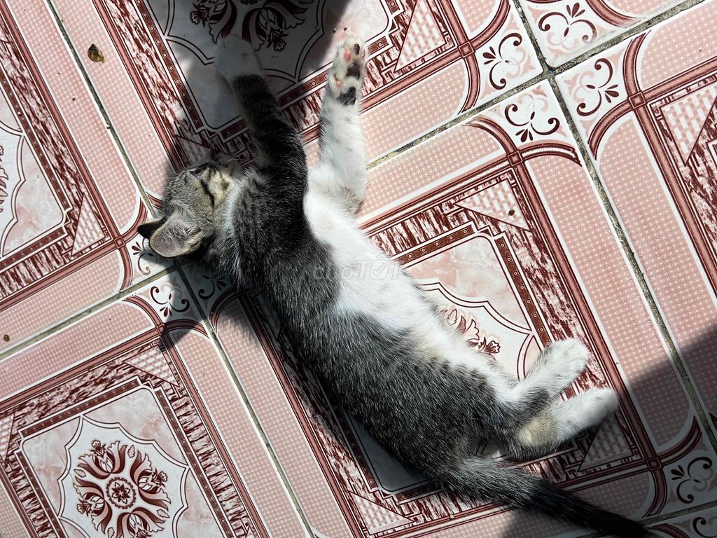 Mèo con Trắng Xám Nâu đã tiêm. Mua bán Mèo tại Quận Bình Tân Tp Hồ Chí Minh được đăng bởi Lâm Thanh Thảo hình 1