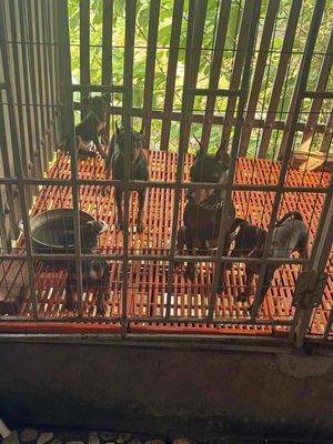 đàn 3 bé xuất chuồn minpin cần bán thuần chủng. Mua bán Chó tại Huyện Gia Bình Bắc Ninh được đăng bởi Tô Thu Hà