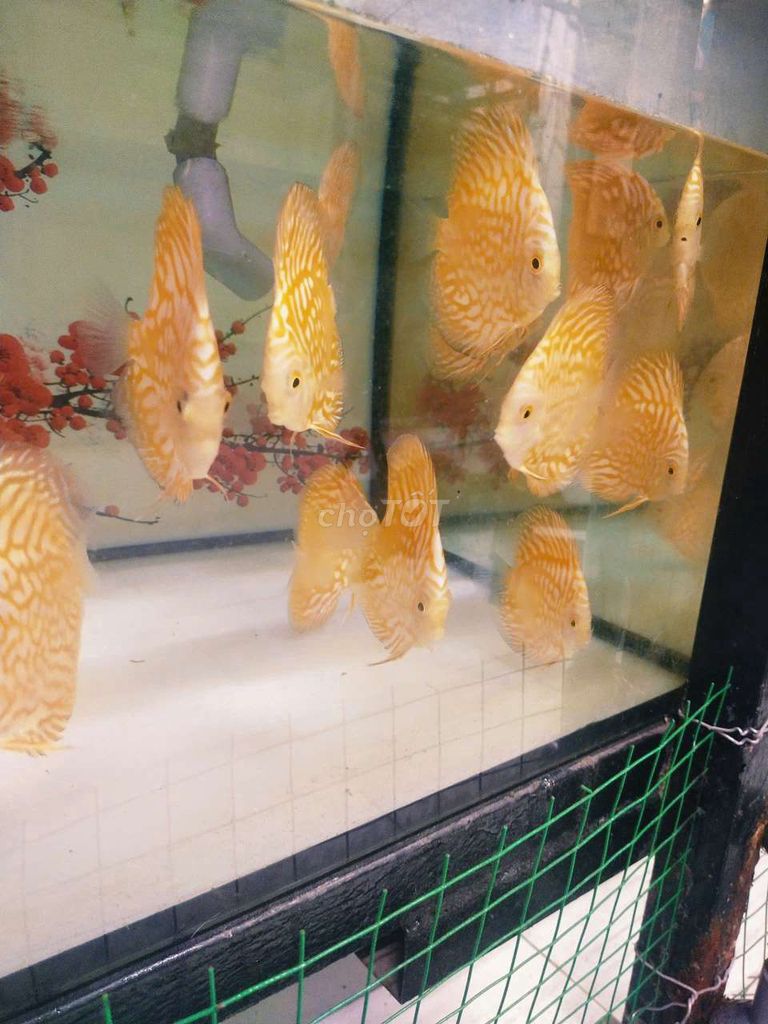Cá dĩa vàng Cám Trùn tim. Mua bán Thú cưng khác tại Quận Tân Bình Tp Hồ Chí Minh được đăng bởi Cá dĩa Như Ý hình 1