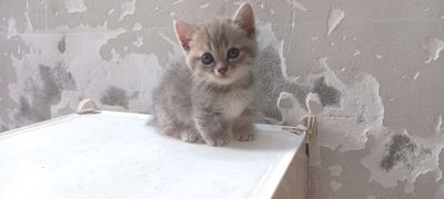 Bé cái chân ngắn