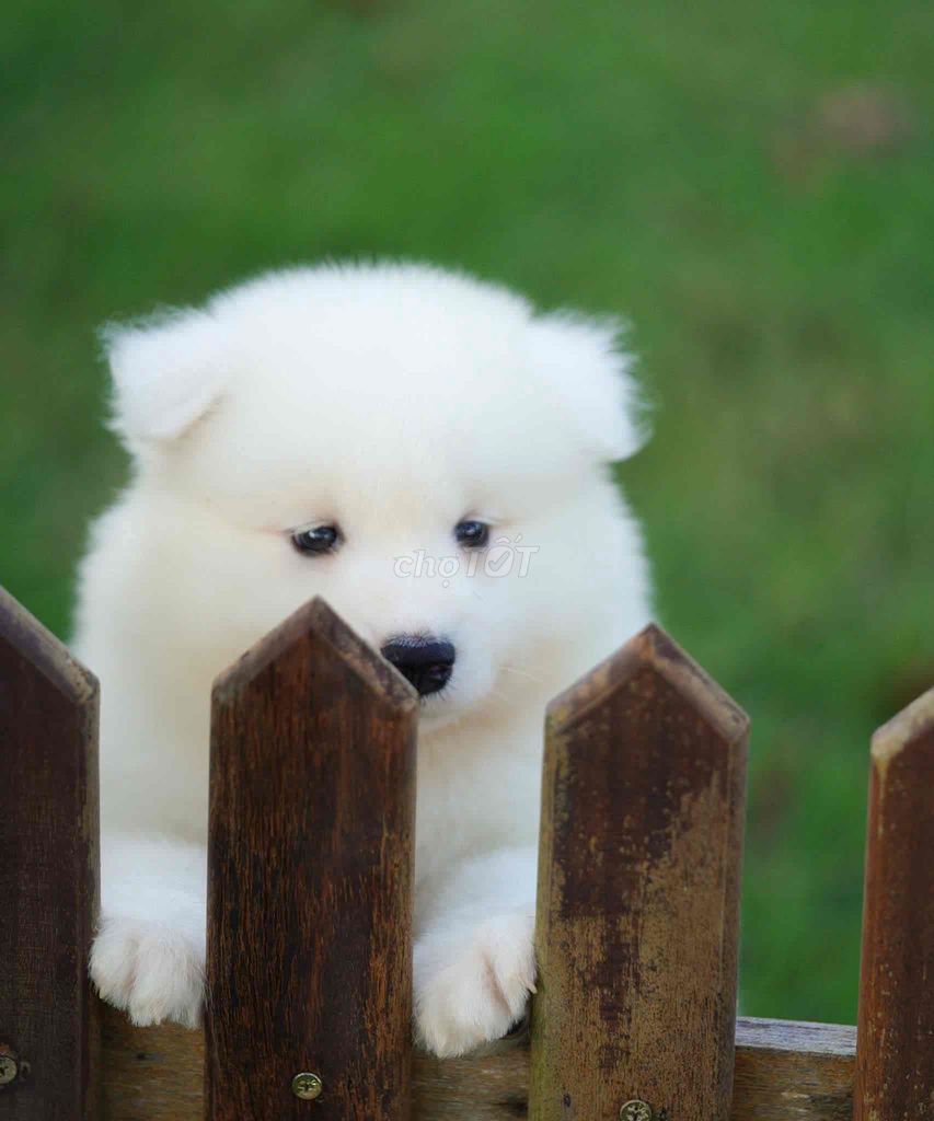 Samoyed đực, 2 tháng tuổi, đã tiêm 2 mũi vaccine