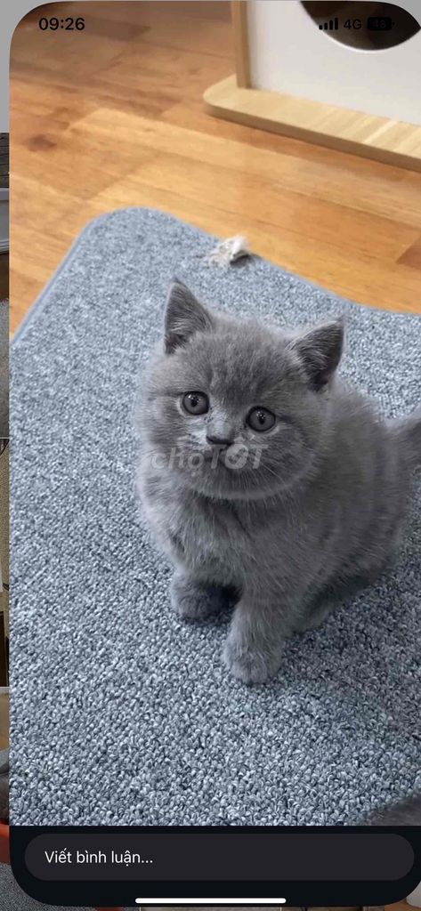 Mèo Anh Lông Ngắn Xám xanh. Mua bán Mèo tại Huyện Cư Jút Đắk Nông được đăng bởi Chaien Pet Shop hình 1
