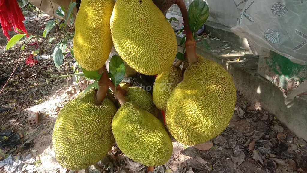Mít nhà trồng vỏ mỏng múi vàng rất ít xơ. Mua bán Đồ ăn, thực phẩm và các loại khác tại Huyện Củ Chi Tp Hồ Chí Minh được đăng bởi Shop BCS  Quần áo Nước hoa  hình 1