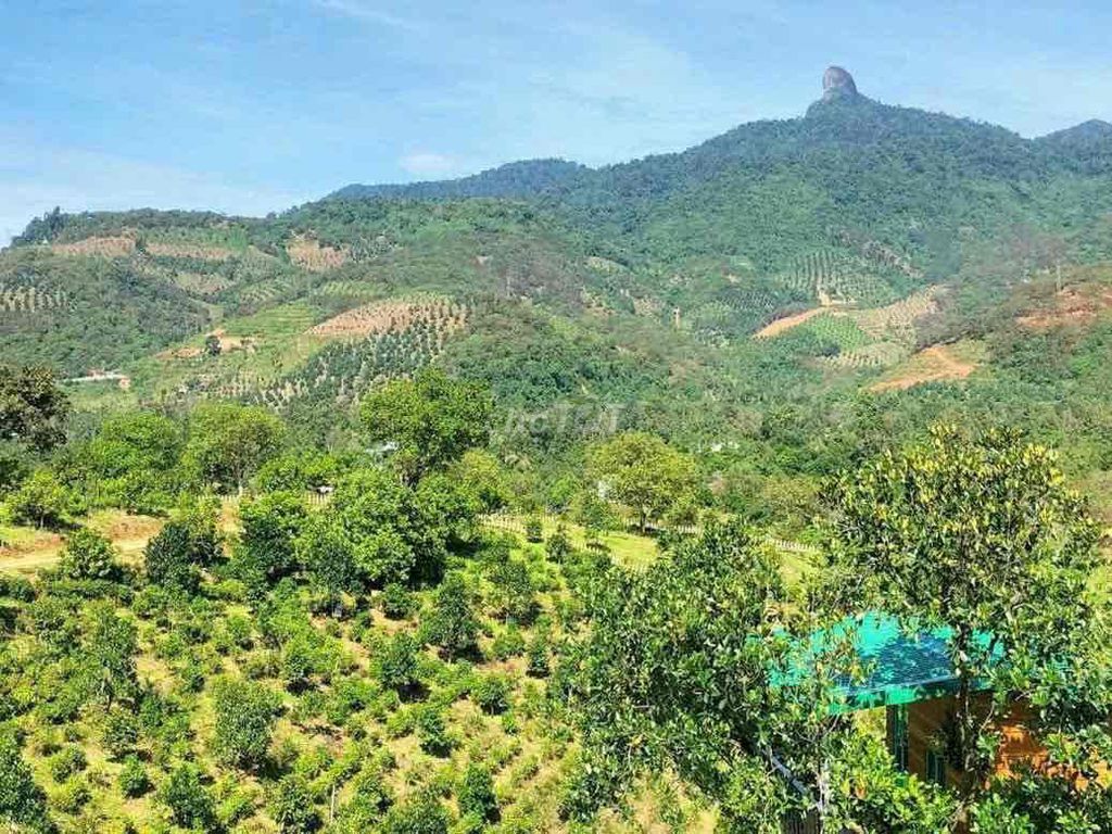 cần tiền mình bán miếng đất siêu rẻ. Mua bán đất tại Huyện Đạ Huoai Lâm Đồng được đăng bởi Phạm vân anh hình 2