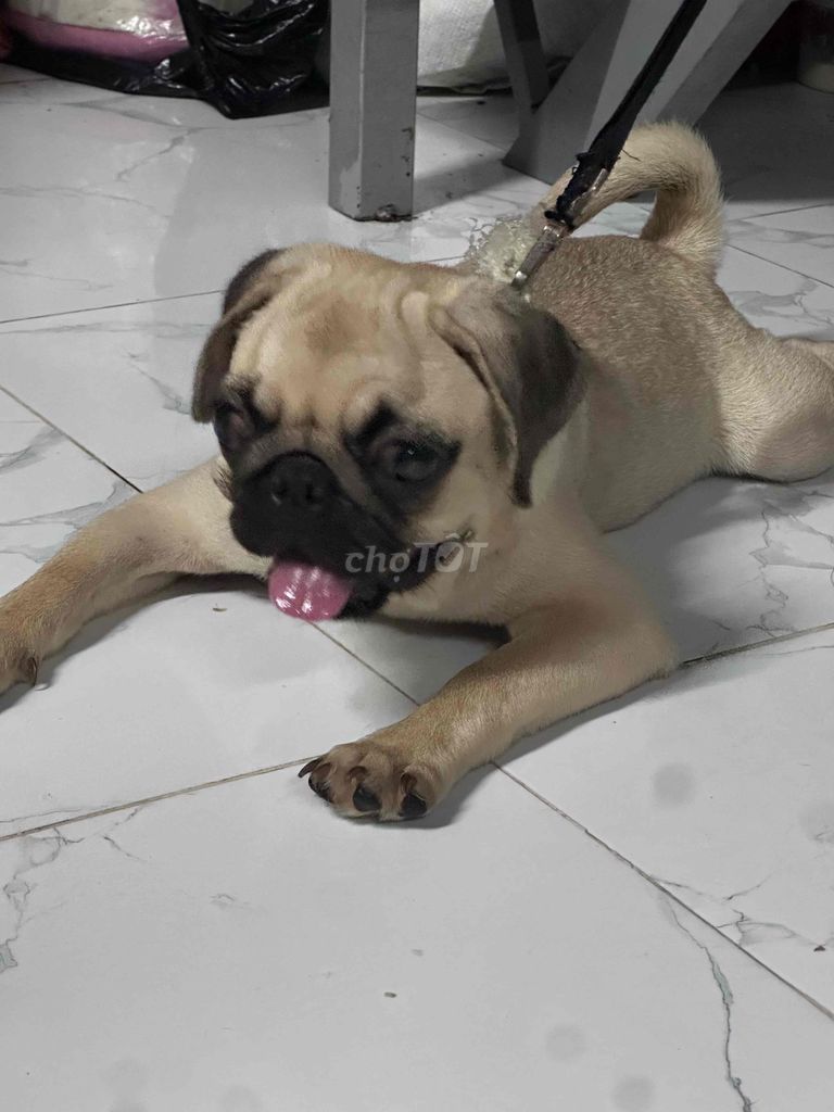 Chó Pug Nâu vàng 3 tháng. Mua bán Chó tại Huyện Hóc Môn Tp Hồ Chí Minh được đăng bởi Ngọc Bích hình 1