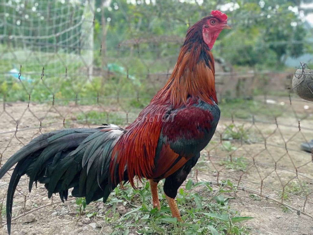 3k2 tam tài cựa . Mua bán Gà tại Huyện Châu Phú An Giang được đăng bởi Nam Phan hình 1