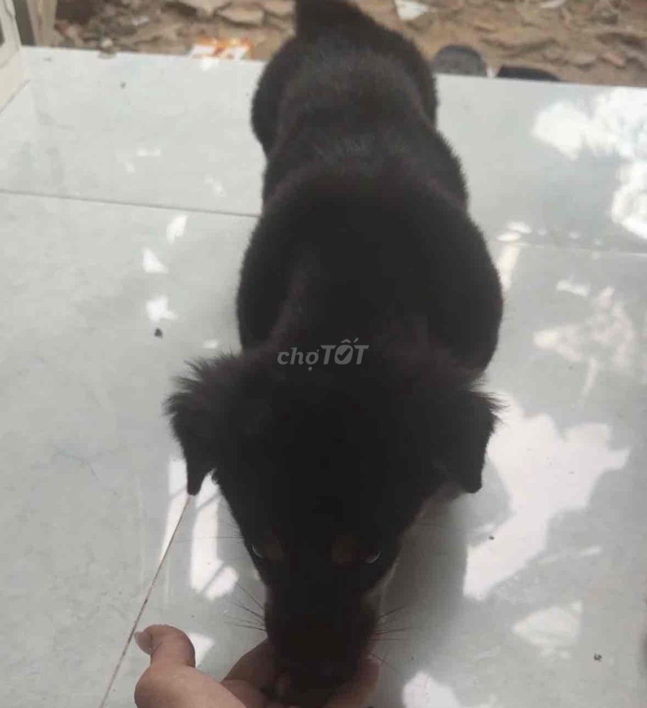 Chó Đen Ngoan Ngoãn. Mua bán Chó tại Huyện Hóc Môn Tp Hồ Chí Minh được đăng bởi Như Ý hình 1
