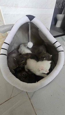 Mèo Anh lông dài. Mua bán Mèo tại Quận Gò Vấp Tp Hồ Chí Minh được đăng bởi Đức Anh Hoàng