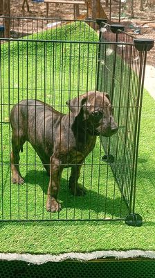 Chó Phú Quốc cái 2 tháng tuổi