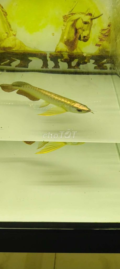 Cá Rồng Vàng khoẻ. Mua bán Thú cưng khác tại Quận 8 Tp Hồ Chí Minh được đăng bởi Minh Quý Hồ hình 1