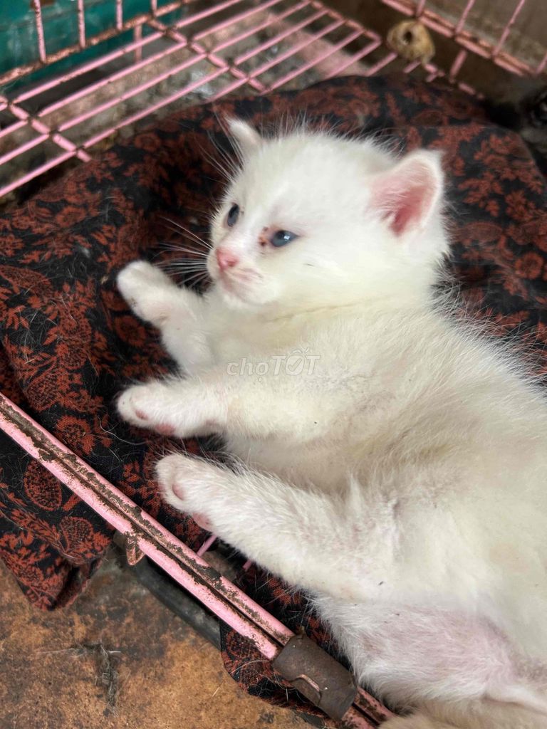 Mèo Trắng Hà Nội. Mua bán Mèo tại Quận Cầu Giấy Hà Nội được đăng bởi Tên chưa cung cấp hình 1