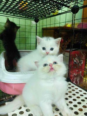 mèo anh lông ngắn nhà nuôi. Mua bán Mèo tại Quận Gò Vấp Tp Hồ Chí Minh được đăng bởi Nga Nguyễn