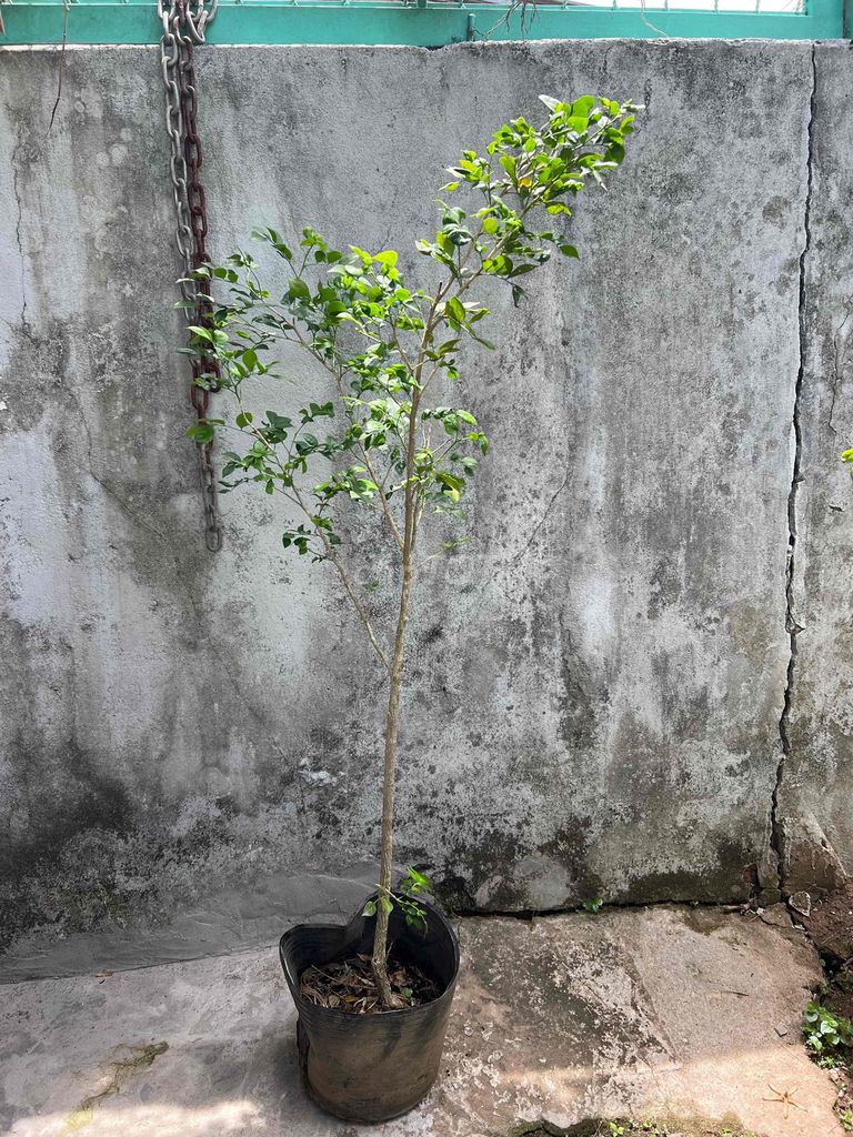 Cây cảnh Nguyệt quế 1 mét. Mua bán Cây cảnh, đồ trang trí tại Quận Cái Răng Cần Thơ được đăng bởi Cây Cảnh Giá Rẻ hình 1