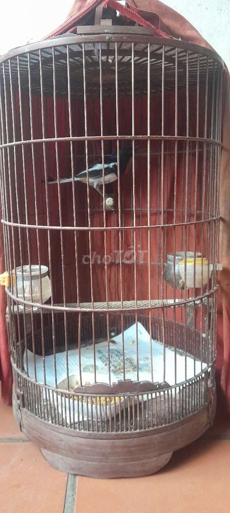 mình ban em chòe than trông. Mua bán Chim tại Quận Tây Hồ Hà Nội được đăng bởi Mạnh hình 1