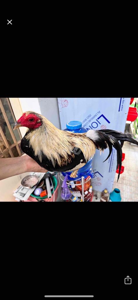 Chủ Nhật ae có gà tre gl 1 2tr chơi. Mua bán Gà tại Huyện Đức Hòa Long An được đăng bởi Sang Gà hình 1