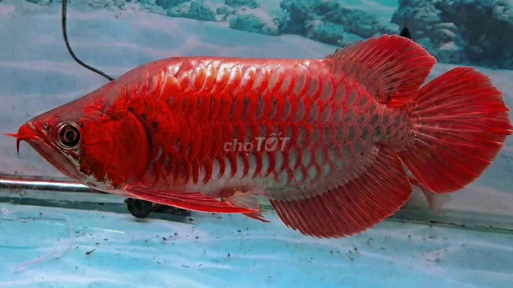 Fafu Huyết Long full Đỏ 45cm siêu đuôi càng VIP. Mua bán Thú cưng khác tại Quận 12 Tp Hồ Chí Minh được đăng bởi Thi Thi hình 1