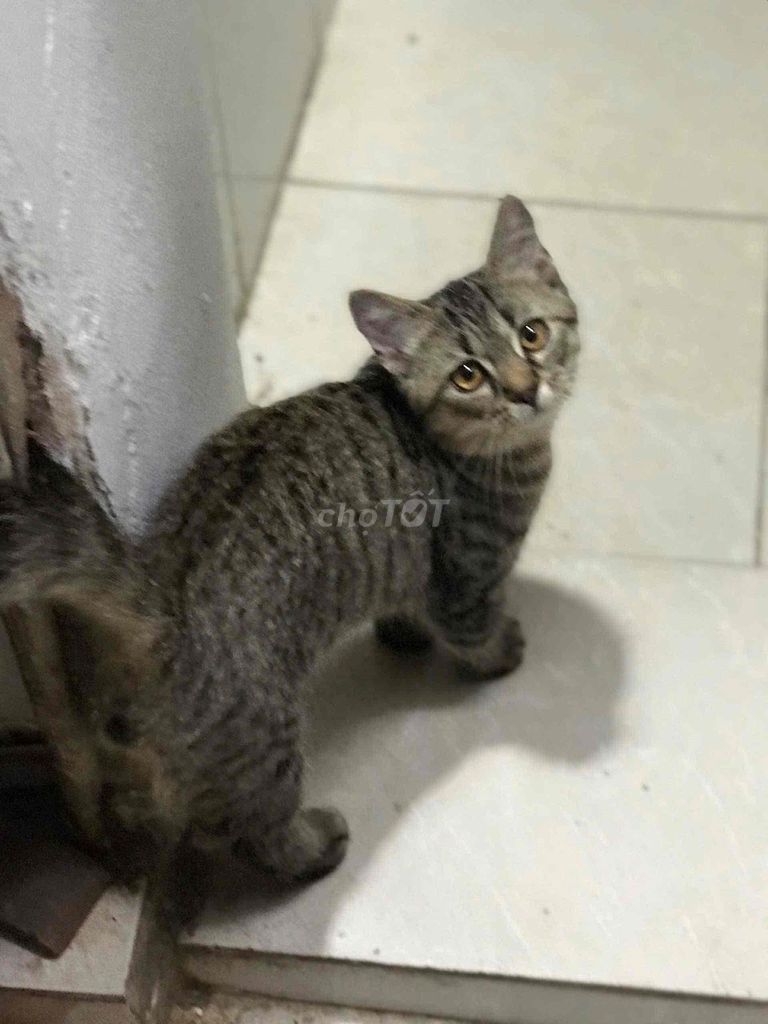 Mèo lai anh đực 5 tháng tuổi. Mua bán Mèo tại Quận Cầu Giấy Hà Nội được đăng bởi Khoa hình 1