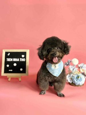 Chó Poodle Cái màu Đen