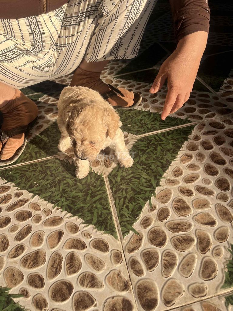 Chó Poodle con trắng và vàng mơ.. Mua bán Chó tại Thành phố Cam Ranh Khánh Hòa được đăng bởi My Tike Son hình 1