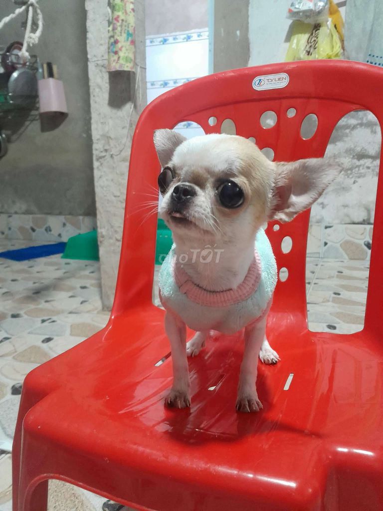 Chó Chihuahua vàng 5 tháng đã tiêm. Mua bán Chó tại Thành phố Đà Lạt Lâm Đồng được đăng bởi Khuyên Nguyễn hình 1