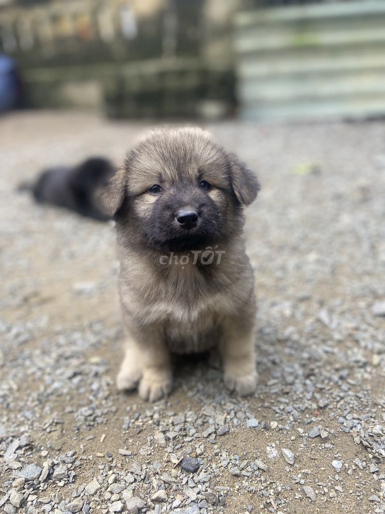 Chó lai xù giữ nhà, nuôi cảnh. Mua bán Chó tại Huyện Hòa Vang Đà Nẵng được đăng bởi Văn Hải hình 1