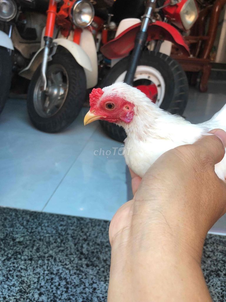 Gà cảnh Mini Trắng. Mua bán Gà tại Huyện Nhà Bè Tp Hồ Chí Minh được đăng bởi LÊ VĂN GIÀU hình 1