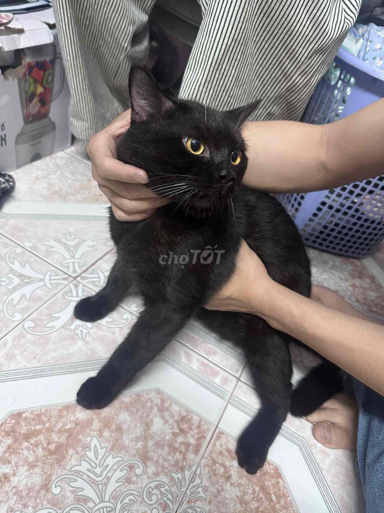 Mèo Anh Lông Ngắn chung lứa. Mua bán Mèo tại Quận 3 Tp Hồ Chí Minh được đăng bởi khang pham hình 3