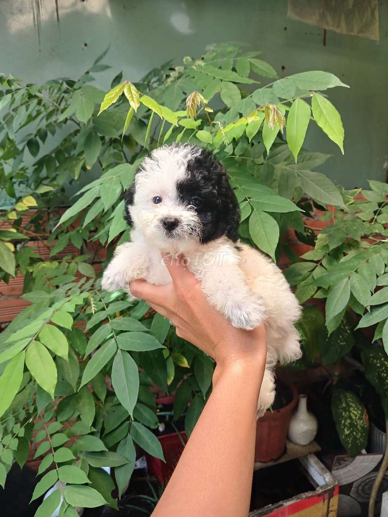 Poodle nhà đẻ Màu Bò sữa mini đáng yêu