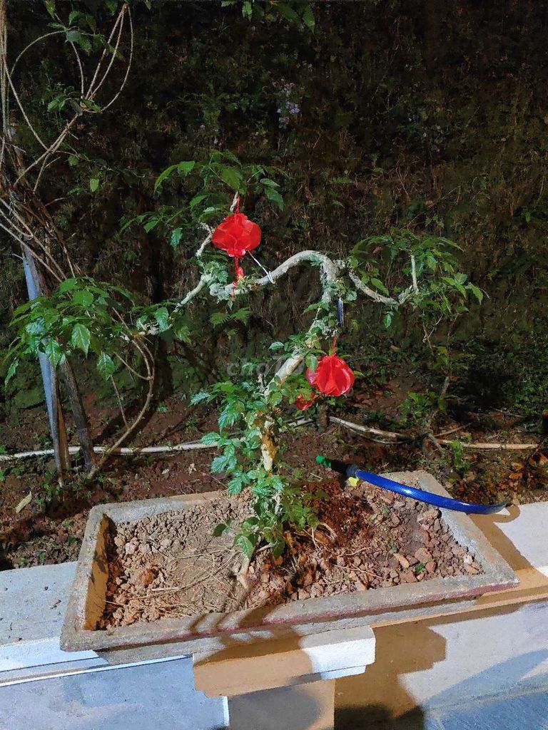 Cây xương cá 15 năm uốn đẹp. Mua bán Cây cảnh, đồ trang trí tại Quận Nam Từ Liêm Hà Nội được đăng bởi Vu Nguyen hình 1