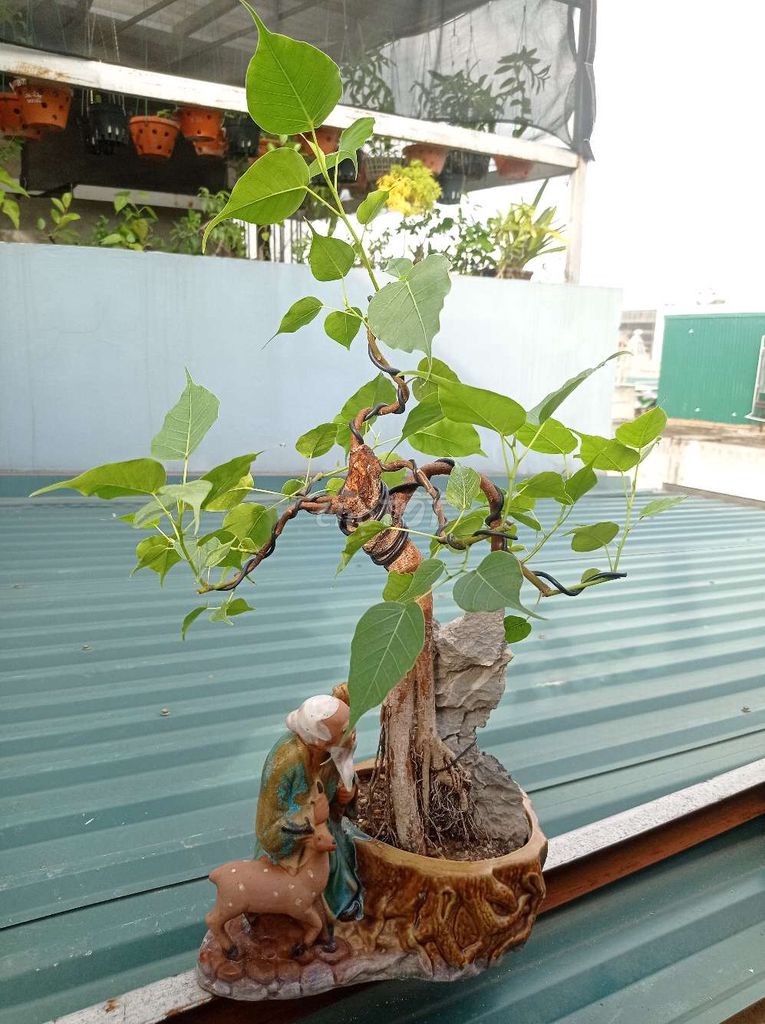 Cây bonsai