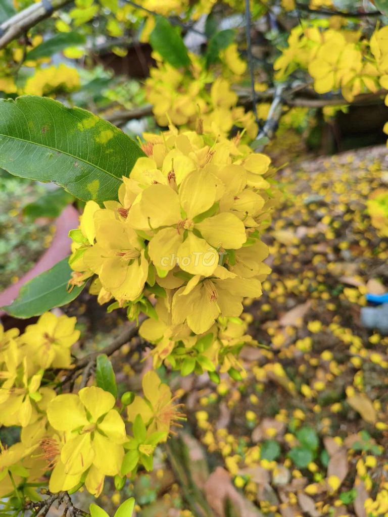 Apple iPhone XS Max. Mua bán Điện thoại tại Huyện Lấp Vò Đồng Tháp được đăng bởi HẢO hình 1