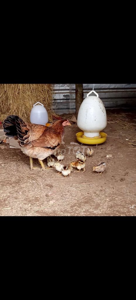 Gà mái nâu thịt. Mua bán Gà tại Huyện Châu Thành Long An được đăng bởi Thanh Hòa Huỳnh hình 1
