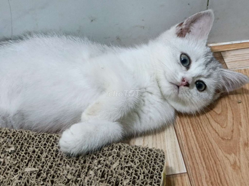 Mèo Anh lông ngắn Silver Tabby Đực Cái 2 tháng. Mua bán Mèo tại Quận Cái Răng Cần Thơ được đăng bởi Ngọc Phương hình 1