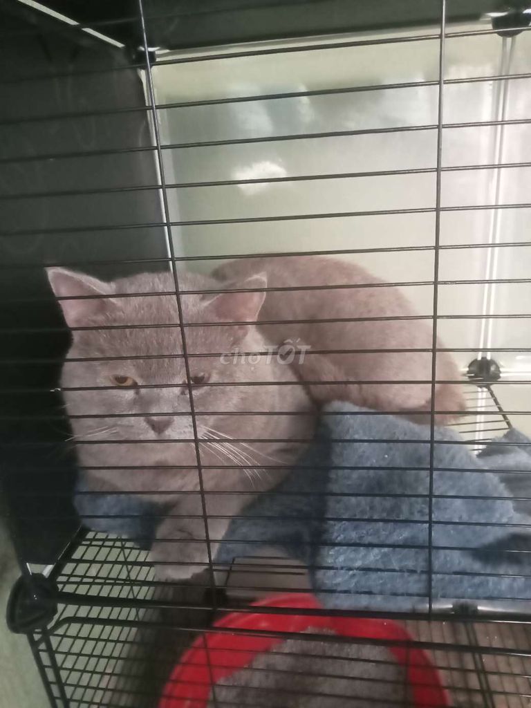 Mèo Anh lông ngắn Xám. Mua bán Mèo tại Huyện Chơn Thành Bình Phước được đăng bởi Nguyendangbinh hình 1