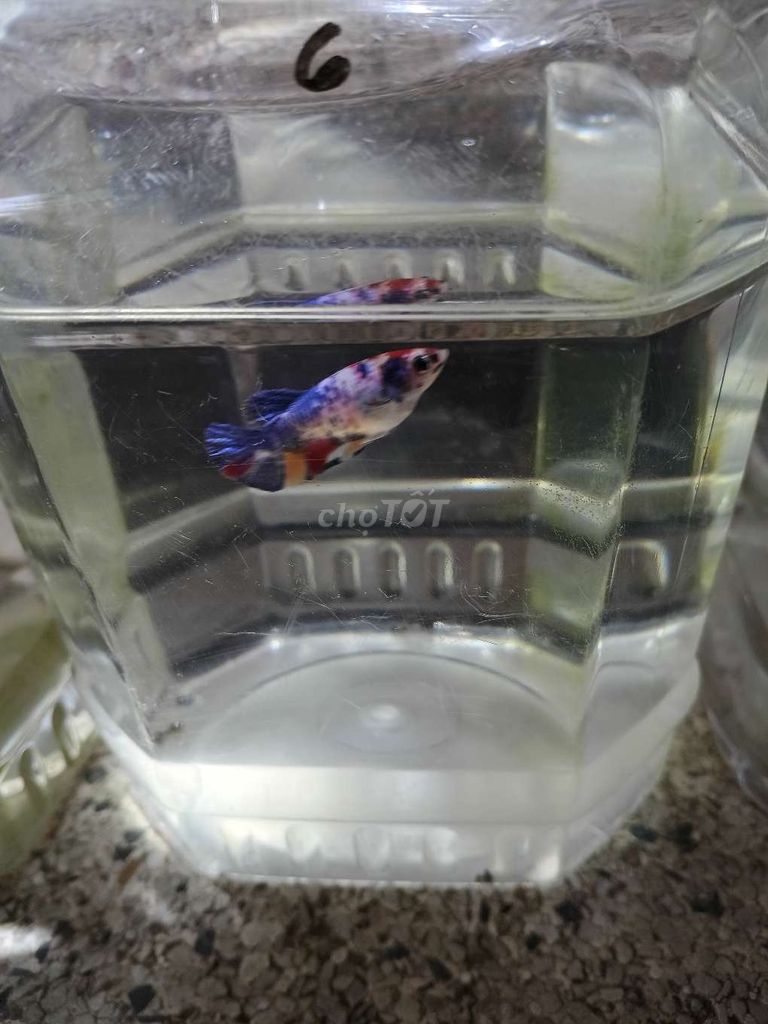 Cá betta 6. Mua bán Thú cưng khác tại Huyện Trà Ôn Vĩnh Long được đăng bởi Hồng Thúy hình 2