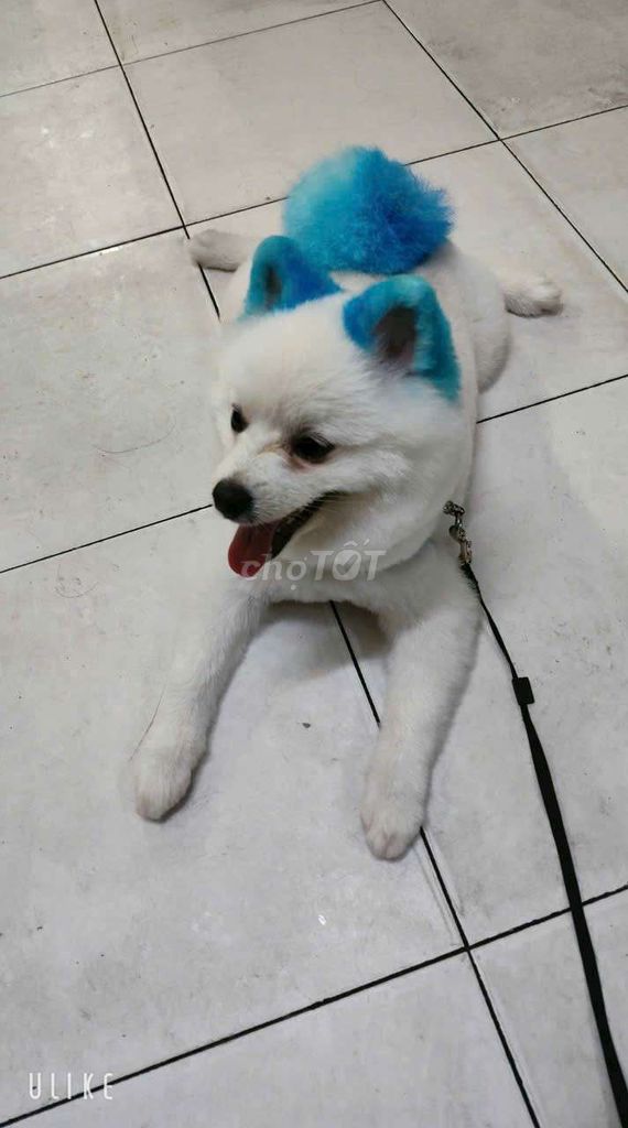 tìm chủ mới. Mua bán Chó tại Quận 1 Tp Hồ Chí Minh được đăng bởi Bé  hình 2