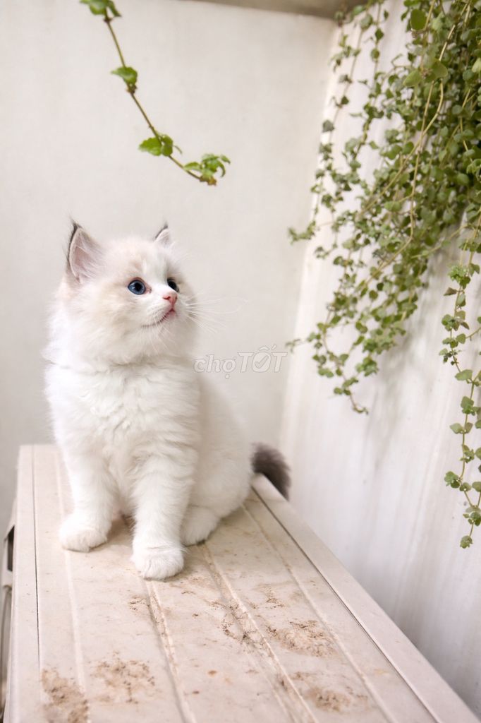 Mèo Ragdoll trắng 2 tháng tuổi. Mua bán Mèo tại Quận Ba Đình Hà Nội được đăng bởi ha nhung nguyen hình 1