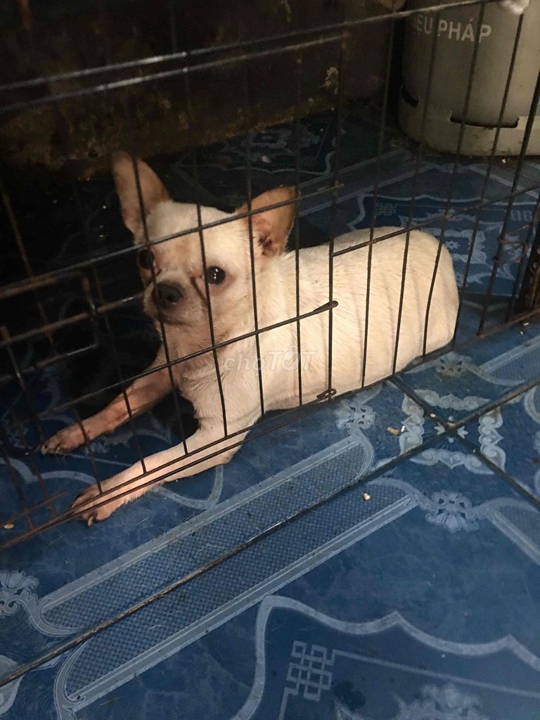 Chó Chihuahua đực 1 tuổi mấy. Mua bán Chó tại Quận Ninh Kiều Cần Thơ được đăng bởi luân pham hình 1