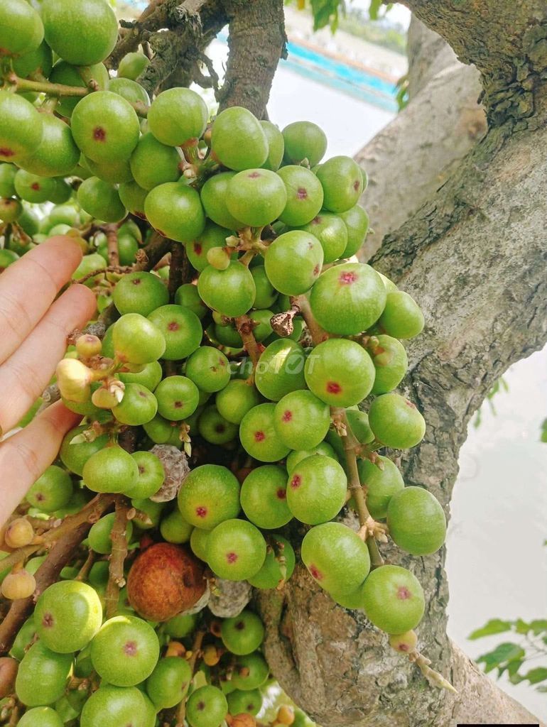 Sung nếp tươi 1kg Tự nhiên. Mua bán Đồ ăn, thực phẩm và các loại khác tại Quận Cẩm Lệ Đà Nẵng được đăng bởi Ny  hình 1