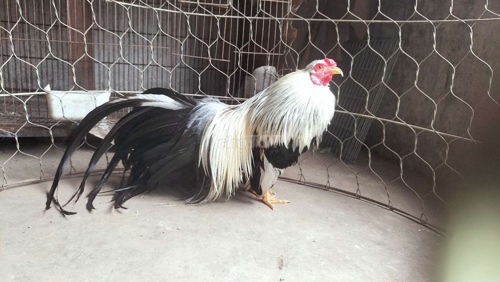 Gà cảnh Chuối trắng 12 tháng. Mua bán Gà tại Quận Thanh Xuân Hà Nội được đăng bởi an hình 1