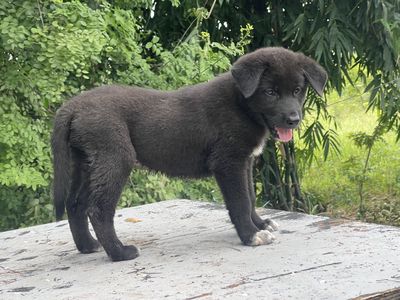 Chó đen tứ túc mai hoa