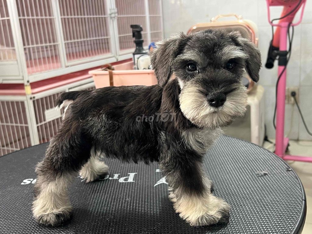 Chó Schnauzer - chó Ông già thông minh. Mua bán Chó tại Thành phố Dĩ An Bình Dương được đăng bởi Phạm trung hình 1